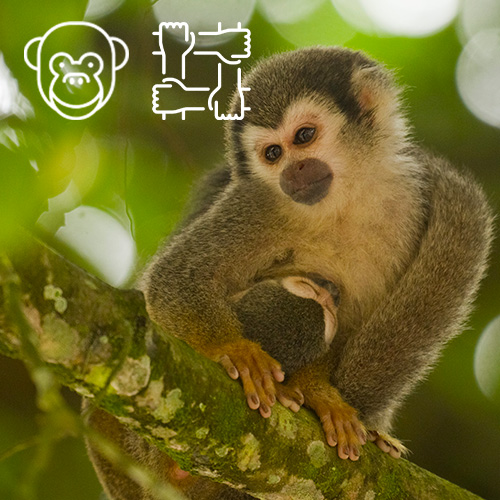 Volunteer Yasuni Monkey Rescue Center Ecuador